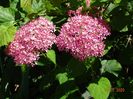 hydrangea arb. Pink Annabell