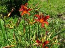 hemerocallis Crimson Pirate