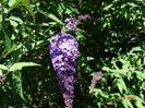 buddleja Empire Blue
