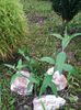 liliac de vara mov