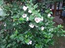 hibiscus alb