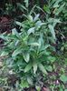 rododendronul