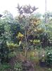 magnolia grandiflora galissoniere