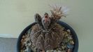 Gymnocalycium stellatum
