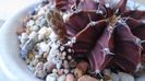Gymnocalycium friedrichii, lastari cu boboci