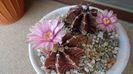 Gymnocalycium friedrichii, 2 ex.