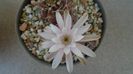 Gymnocalycium asterium v. minimum, 2 ex.