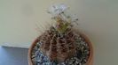 Gymnocalycium mihanovichii