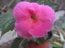 Arletta Pink