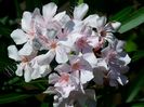 Leandru Ivoir - cele mai fine și delicate flori de leandru.