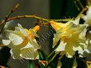 Leandru Luteum Plenum - Suave flori galben-crem