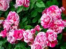 climbing-roses-ines-sastre_Nen_1449 (2)