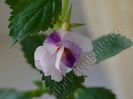 Achimenes Queen of Lace - Un super Achimenes. Multumesc draga mea M