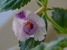 Achimenes Queen of Lace - Un super Achimenes. Multumesc draga mea M