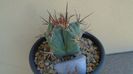 Echinocactus platyacanthus