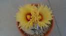 Astrophytum capricorne