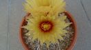 Astrophytum capricorne