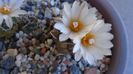 Turbinicarpus macrochele v. screvispinum