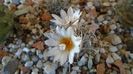 Turbinicarpus macrochele v. kupcakii