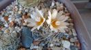 Turbinicarpus macrochele v. kupcakii