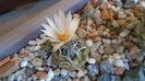 Turbinicarpus pachystele