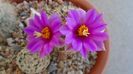 Mammillaria schumannii v. globosa