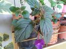 achimenes