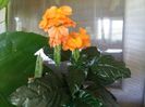 crossandra
