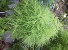 20200730_070730[1]