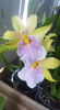 miltonia sunset