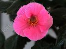 Achimenes Arletta Pink 1