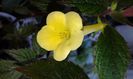 16 - Yellow Beauty