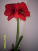 Amaryllis Blossoms