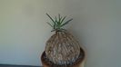 Euphorbia trichadenia
