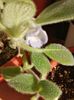 Episcia Sphalera