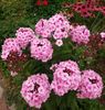Phlox de la Mihaella