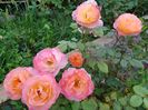 Lady Emma Hamilton