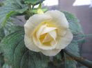 xA Golden  Bells