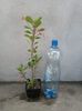 Euphorbia Milli-15 lei