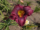 purplecious-14