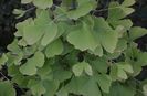 Gingko biloba anul4