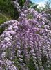 buddleja-alternifolia