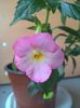Vie En Rose