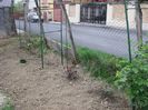 IMG (451)