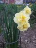 IMG (453)