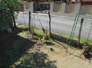 IMG (475)