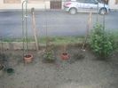 IMG (505)