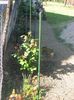 IMG (511)