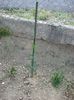 IMG (521)