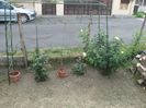 IMG (523)